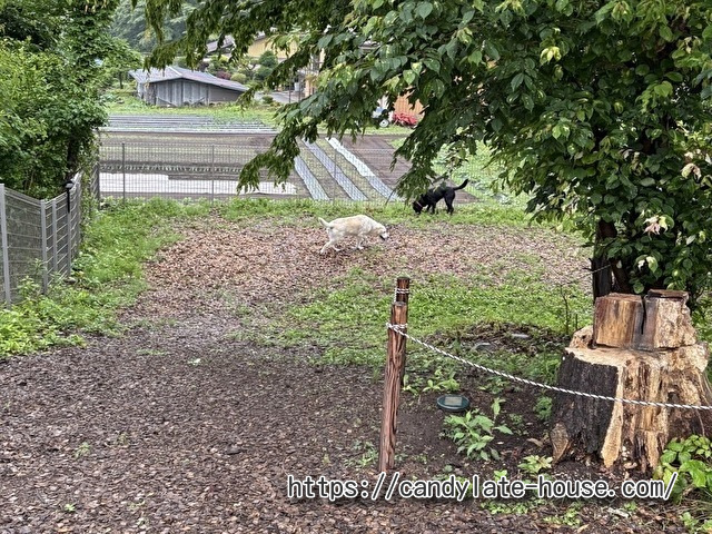 犬と泊まれる宿 紡ぐ結ぶ
