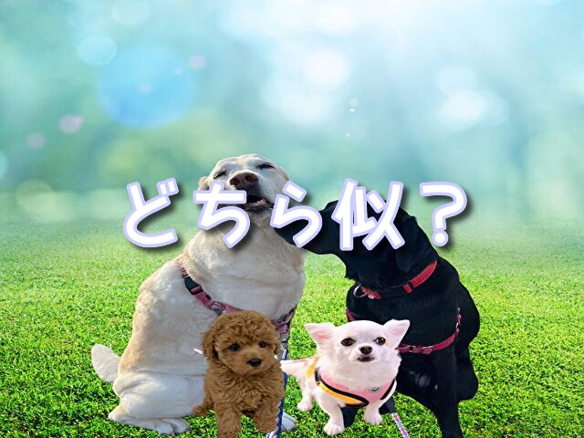 ポメチー　見た目