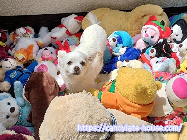 成犬ポメチー 理想体重
