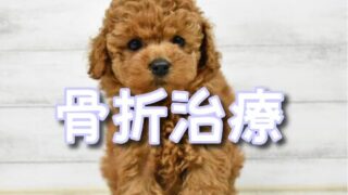 早めの対策が愛犬の未来を守る！トイプードルの骨折治療と予防の完全ガイド