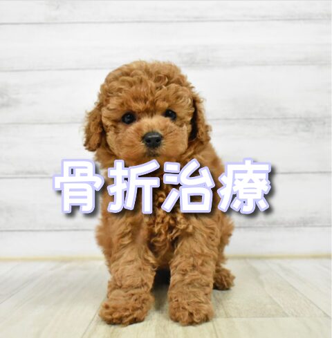 トイプードル 骨折治療