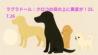 ラブラドール：クロコの目の上に異変が！25.7.26