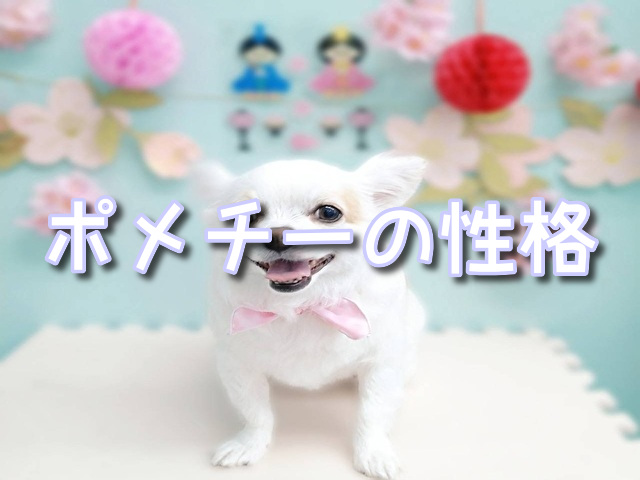 ポメチー　見た目